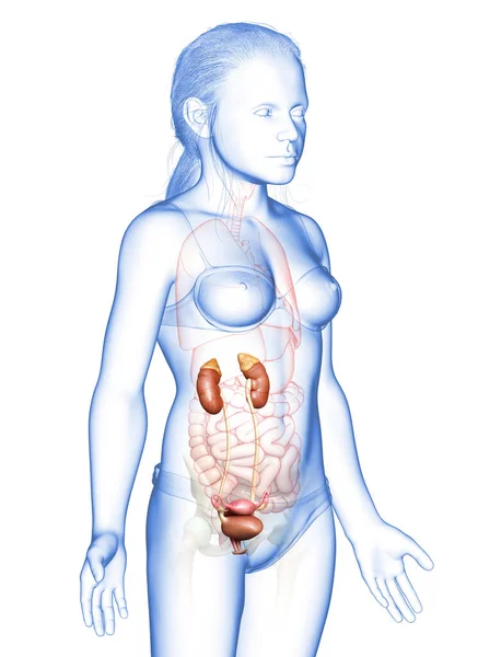 Renderizado Medicamente Preciso Ilustração Jovem Menina Rins Anatom — Fotografia de Stock