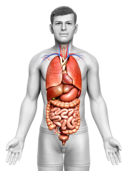 Gerenderte Medizinisch Korrekte Darstellung Männlicher Interner Organe — Stockfoto