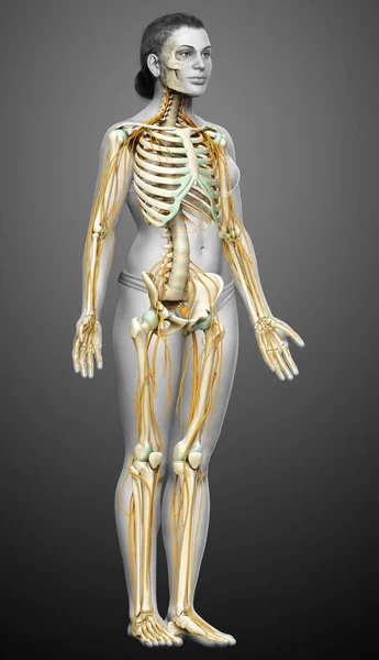 Medisch Nauwkeurige Illustratie Van Een Vrouwelijk Zenuwstelsel Skeletsysteem — Stockfoto