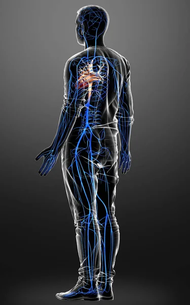 Medisch Nauwkeurige Illustratie Van Een Mannelijke Aderen Anatomie — Stockfoto