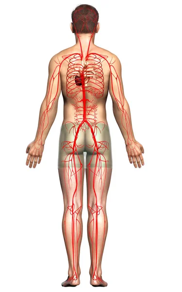 Renderizado Ilustração Medicamente Precisa Das Artérias Masculinas — Fotografia de Stock