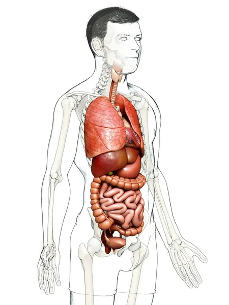Renderizado Ilustración Médicamente Precisa Los Órganos Internos Masculinos — Foto de Stock