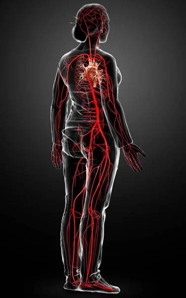 Renderizado Ilustración Médicamente Precisa Las Arterias Femeninas —  Fotos de Stock