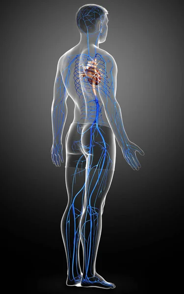 Renderizado Ilustração Medicamente Precisa Uma Anatomia Das Veias Masculinas — Fotografia de Stock