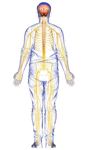 Reso Illustrazione Clinicamente Accurata Sistema Nervoso Maschile — Foto Stock