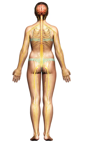 Reso Illustrazione Medicalmente Esatta Sistema Nervoso Femminile — Foto Stock