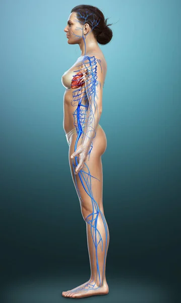 Rendered Medically Accurate Illustration Female Veins Anatomy — Stock Photo, Image