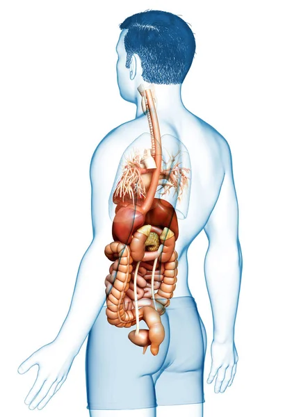 Оказана Медицинская Точная Иллюстрация Мужской Пищеварительной Системы — стоковое фото