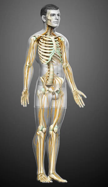 Rendered Medically Accurate Illustration Nervous System Skeleton System — Stock Photo, Image