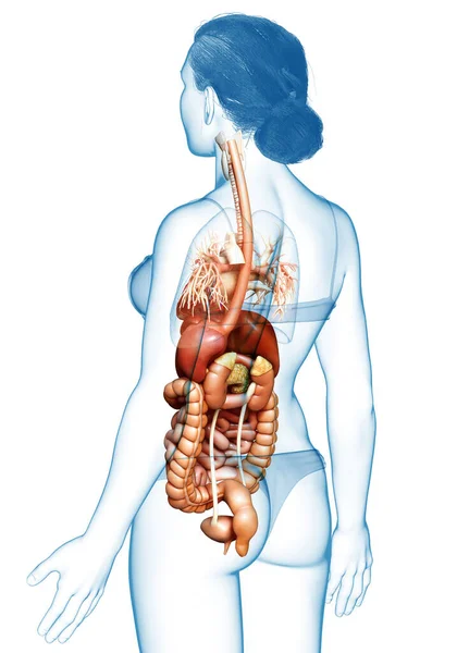 Renderizado Ilustración Médicamente Precisa Del Sistema Digestivo Femenino — Foto de Stock