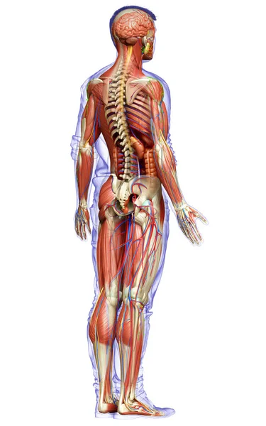 Rendered Medically Accurate Male Anatomy — Stock Photo, Image