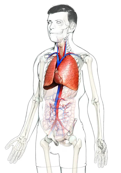 Renderowana Medycznie Dokładna Ilustracja Męskiej Anatomii Płuc — Zdjęcie stockowe