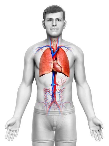 Weergegeven Medisch Nauwkeurige Illustratie Van Een Mannelijke Long Anatomie — Stockfoto