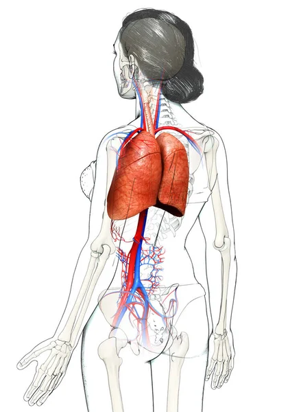 Reso Illustrazione Clinicamente Accurata Anatomia Polmonare Femminile — Foto Stock