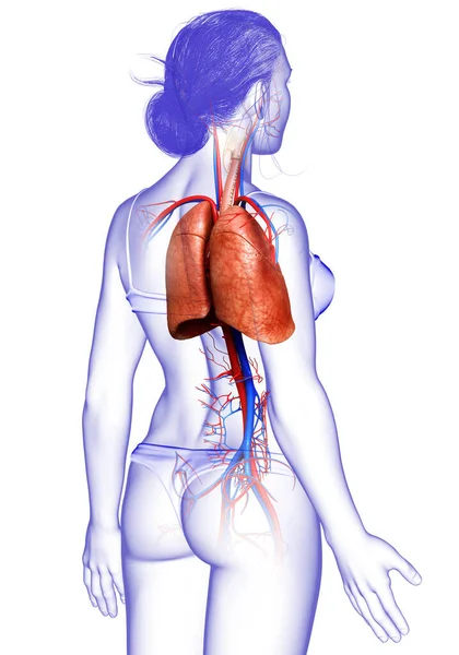 Vykreslené Lékařsky Přesné Ilustrace Ženské Plicní Anatomie — Stock fotografie