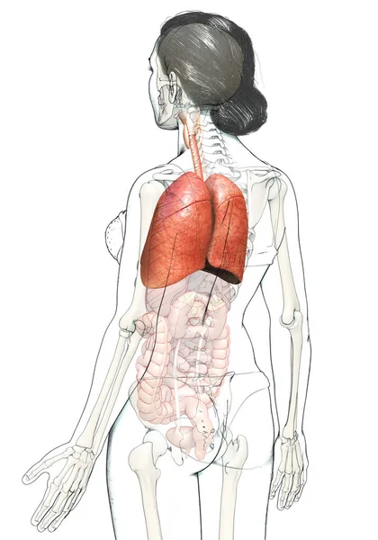 Illustration Médicalement Précise Une Anatomie Pulmonaire Féminine — Photo