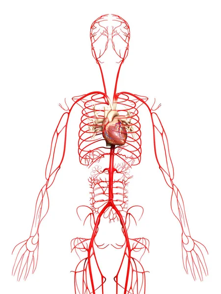 Καθιστούν Ιατρικά Ακριβή Απεικόνιση Των Αρτηριών Φωτογραφία Αρχείου