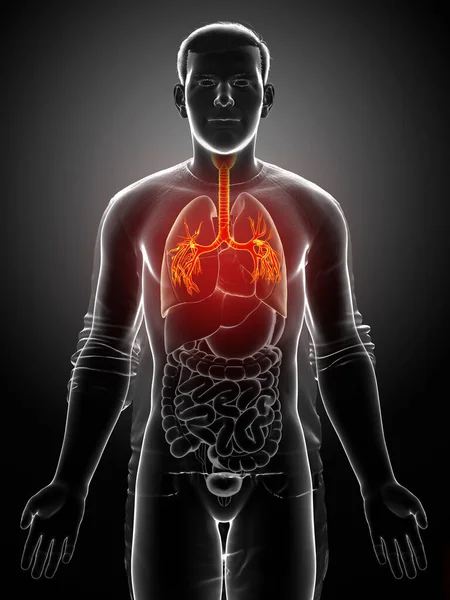 Larynx Trachea Bronchiの3Dイラスト 呼吸器系の一部 ロイヤリティフリーのストック画像