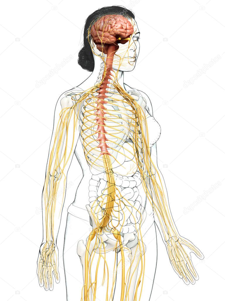 3d rendered medically accurate illustration of a female nervous system