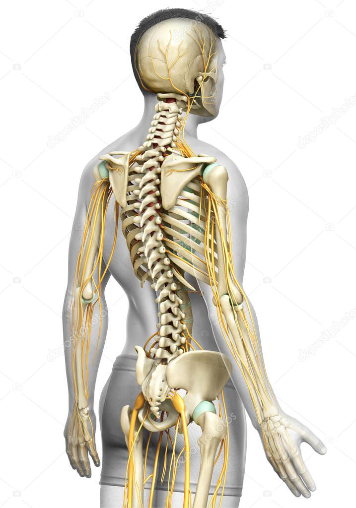 3d rendered medically accurate illustration of the nervous system and skeleton system