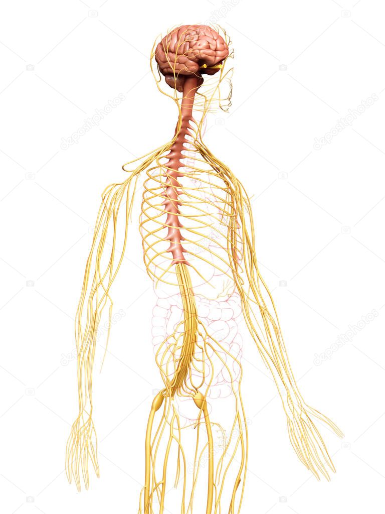 3d rendered medically accurate illustration of the nervous system