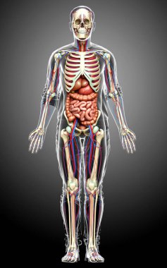 3D, erkek iç organlarının, iskeletinin ve dolaşım sisteminin tıbben doğru bir çizimi.