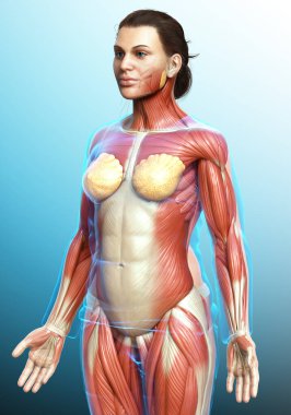 3D, kadın kas sisteminin tıbben doğru bir göstergesi.