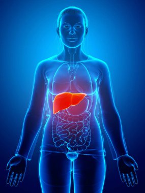 Dişi karaciğer anatomisinin 3 boyutlu, tıbben doğru çizimi