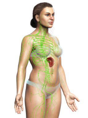 3D, tıbbi olarak bir kadın lenf sisteminin doğru bir çizimi.