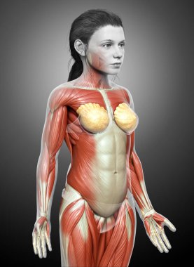 3D, genç bir kızın kas sisteminin tıbben doğru bir çizimi.