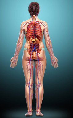 3D, kadın iç organlarının ve dolaşım sisteminin tıbben doğru bir çizimi.