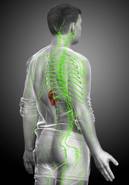 3D, erkek lenf sisteminin tıbben doğru bir çizimi.