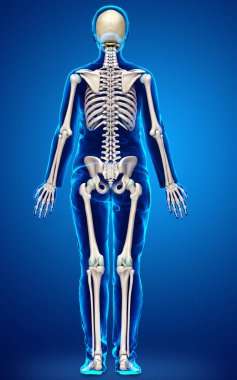 3D üretilmiş, tıbben doğru bir kadın iskelet sistemi çizimi