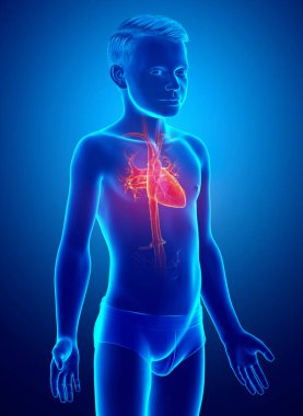 3D, vurgulanmış turuncu çocuk kalp anatomisinin tıbben doğru bir çizimi.