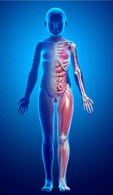 Genç kız anatomisini tıbben doğru gösteriyor.