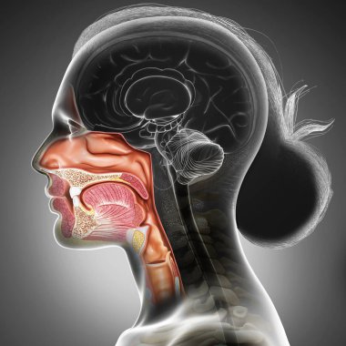 Dişi trakea ve özofagus anatomu için 3D, tıbben doğru bir örnek.