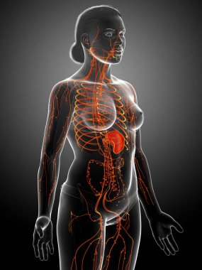 Dişi lenf sisteminin 3 boyutlu, tıbben doğru bir çizimi