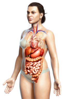 3D, kadınların sindirim sisteminin tıbben doğru bir gösterimi.