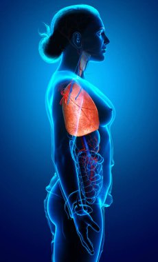 3 boyutlu, tıbbi olarak kadın akciğer anatomisini gösteriyor.