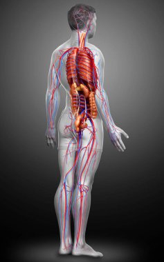 3D, erkek iç organlarının ve dolaşım sisteminin tıbben doğru çizimi.