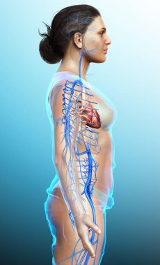 Dişi dolaşım sisteminin 3D çizimi