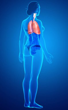 3 boyutlu, tıbbi olarak kadın akciğer anatomisini gösteriyor.