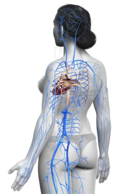3D, kadın damar anatomisini tıbben doğru gösteriyor.