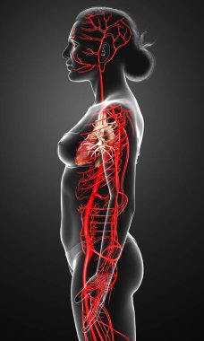 Dişi atardamarların tıbben doğru çizimi 3D