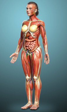3D, tıbbi olarak kadın anatomisini doğruluyor.