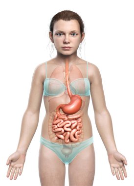 Genç bir kızın midesi ve ince bağırsağının 3 boyutlu, tıbben doğru bir çizimi.
