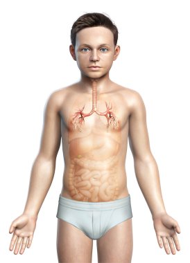 Solunum Sistemi 'nin Gırtlak Soluk borusu Bronşunun 3 boyutlu çizimi