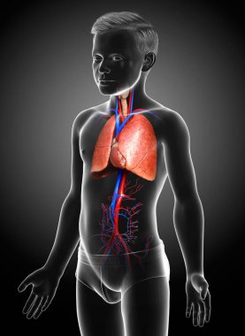3D, tıbbi olarak genç bir çocuğun akciğer anatomisini gösteriyor.