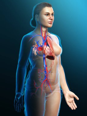 3 boyutlu, tıbbi olarak kadın akciğer anatomisini gösteriyor.