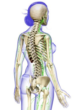 3D, tıbbi olarak bir kadın lenf sisteminin doğru bir çizimi.